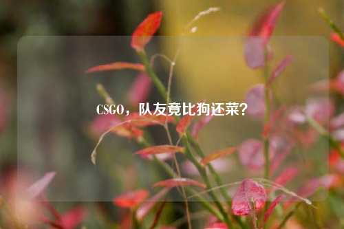 CSGO,队友竟比狗还菜?