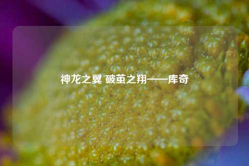 神龙之翼 破茧之翔——库奇