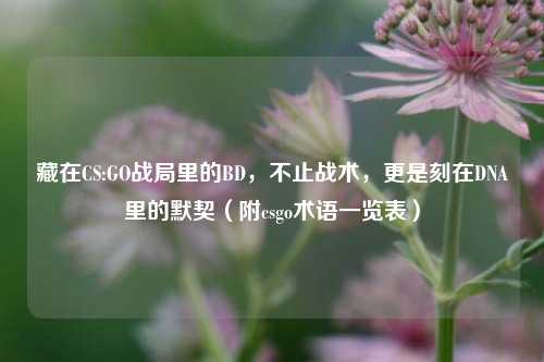 藏在CS:GO战局里的BD,不止战术,更是刻在DNA里的默契(附csgo术语一览表)